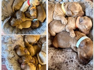 Adorable Cavoodle Puppies – DNA tested parents