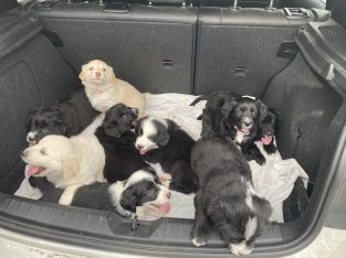 Coltriever/ Gollie (Golden Retriever X Border Coll