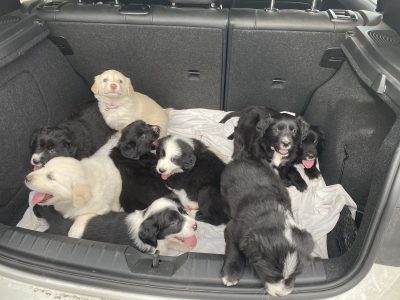 Coltriever/ Gollie (Golden Retriever X Border Coll