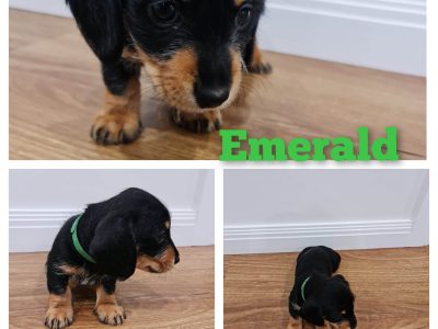 Wirey & Smooth Mini Dachshund Puppies For Sale
