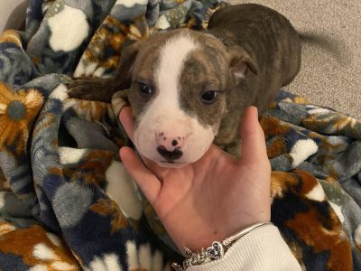 American bulldog pups for sale
