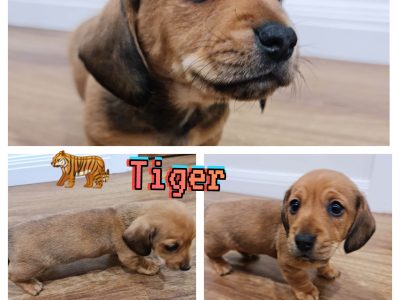 Wirey & Smooth Mini Dachshund Puppies For Sale
