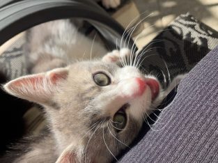 2 month Old kittens for sale