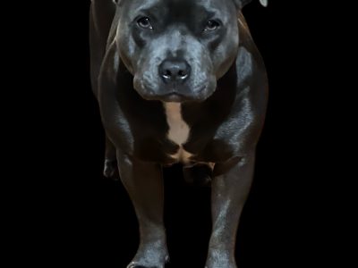 Expressions of Interest