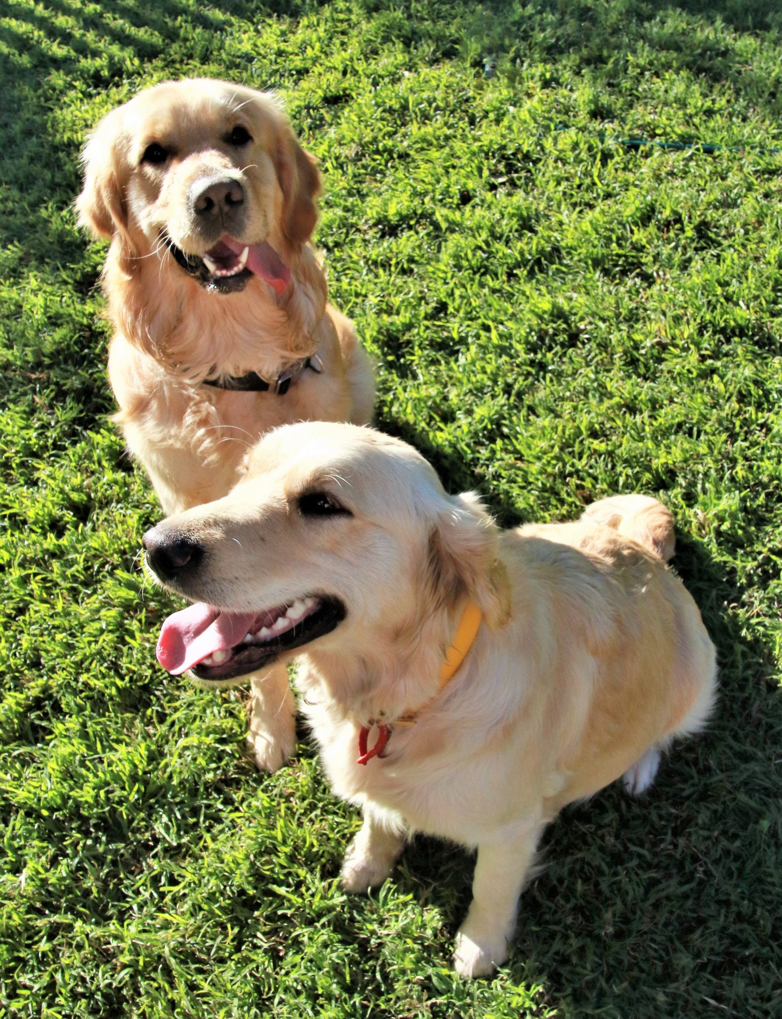 Golden Retriever pups - The smiling best friend