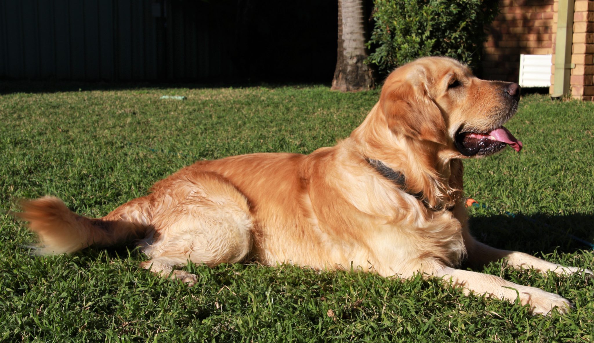 Golden Retriever pups - The smiling best friend