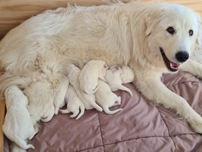 Maremma Pups
