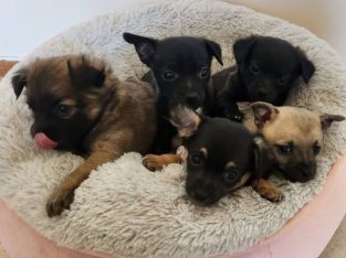 Pomchi beautiful puppies pomeranian x chihuahua