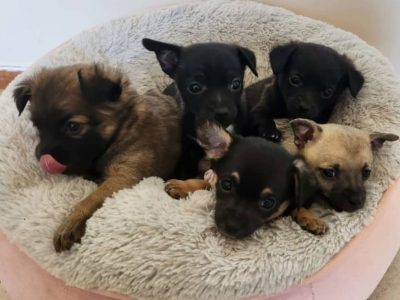 Pomchi beautiful puppies pomeranian x chihuahua