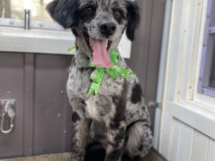 Bordoodle Boy for sale