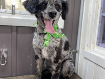 Bordoodle Boy for sale