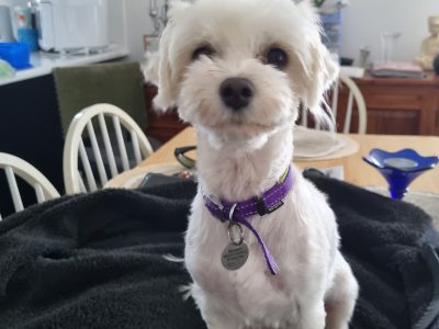 Pure breed Toy/teacup size Maltese puppies