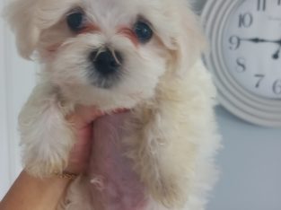 Purebred Maltese puppies