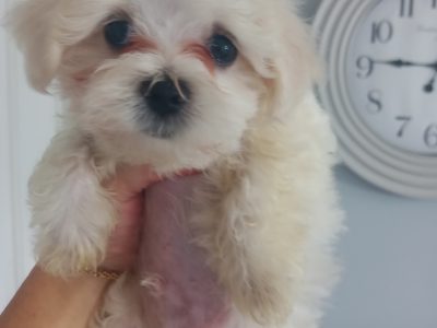 Purebred Maltese puppies