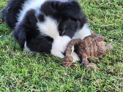 Purebread Border Collie Puppy available