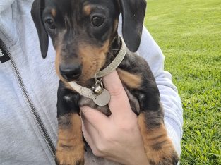 Miniature Dachshund