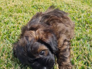 1 ShiChiPoo (Shih Tzu x Chihuahua x Toy Poodle)