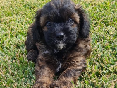 1 ShiChiPoo (Shih Tzu x Chihuahua x Toy Poodle)