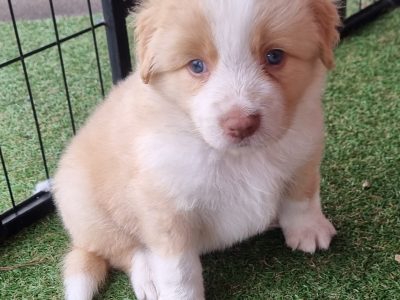 Purebred Border Collies