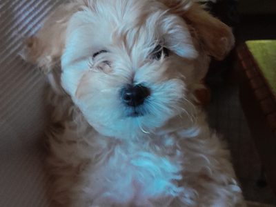 Moodle Puppies F1 Hypo-allergenic