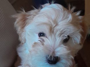 Moodle Puppies F1 Hypo-allergenic