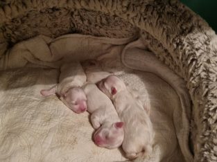 Pure breed Toy/teacup size Maltese puppies