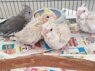 Handraised Baby Cockatiels