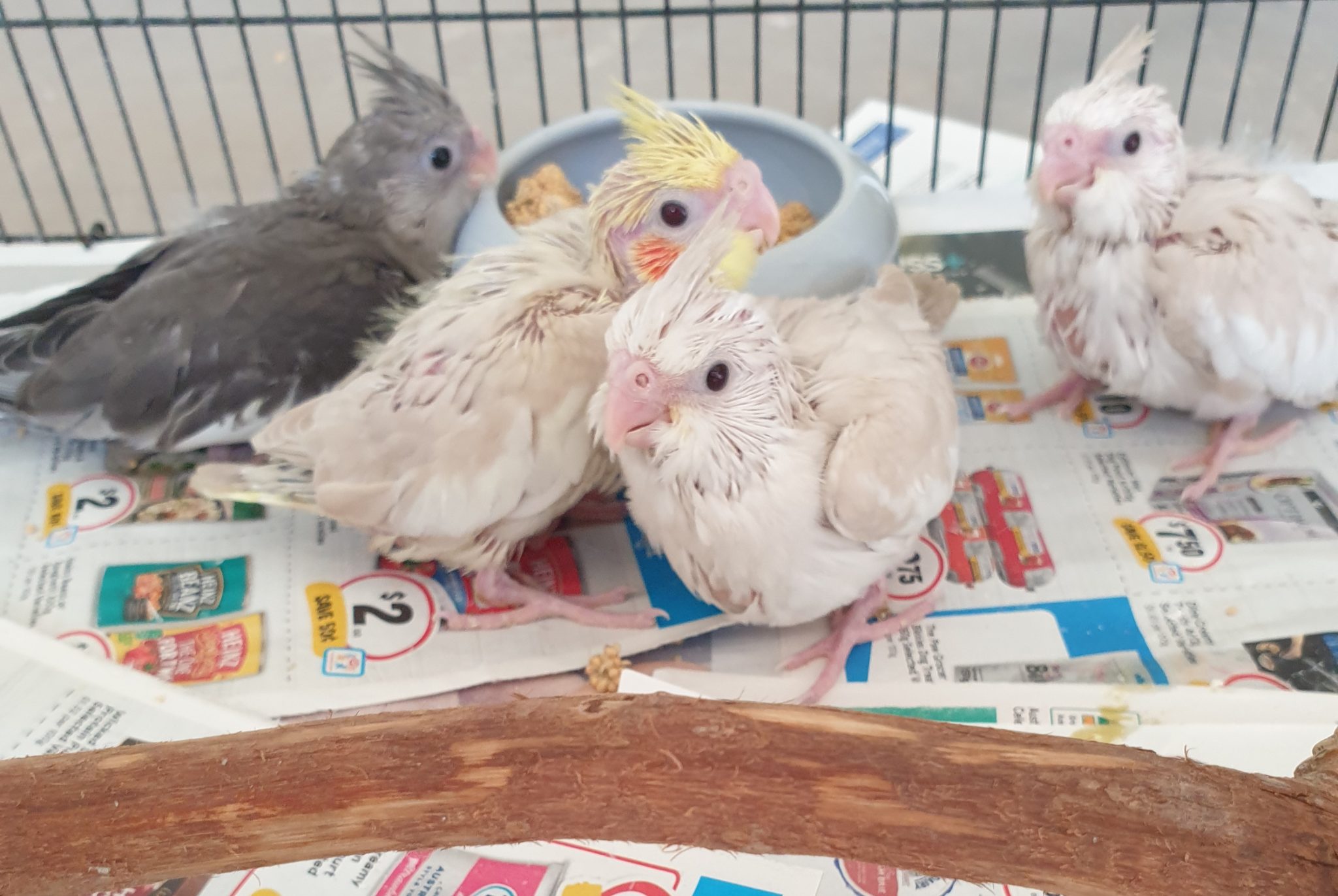 Handraised Baby Cockatiels