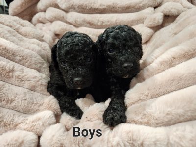 Cavoodles 2nd generation