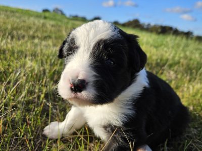 Pure Bred Border collie Puppies