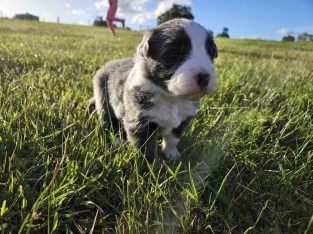 Pure Bred Border collie Puppies