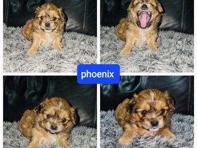 Maltese Shih Tzu Puppies for Sale
