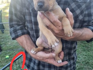 Amstaff x Rotti puppies for sale