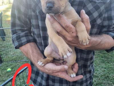 Amstaff x Rotti puppies for sale