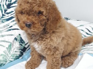 Spoodle x cavoodle
