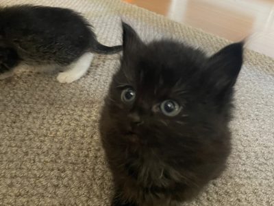 2 month Old kittens for sale