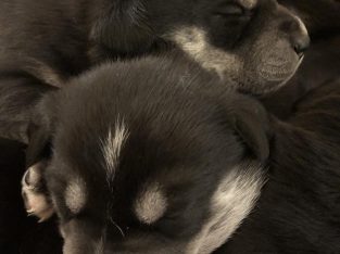 Husky x Border Collie puppies for sale