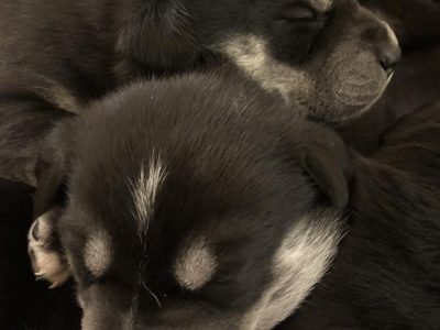 Husky x Border Collie puppies for sale
