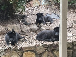 Purebred German Shepard Puppies