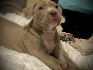 American Staffordshire Terrier puppies for sale