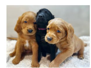 Labradoodle puppies for sale