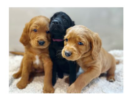 Labradoodle puppies for sale