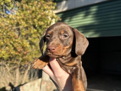 Miniature Dachshunds