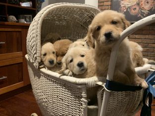 PUREBRED GOLDEN RETRIEVER PUPPIES READY NOW