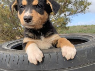 Border collie puppies