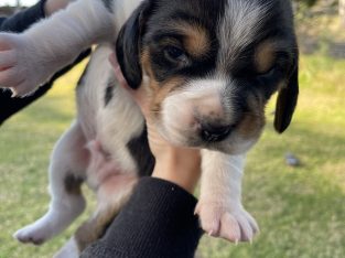 Beautiful Purebred Beagle Puppies