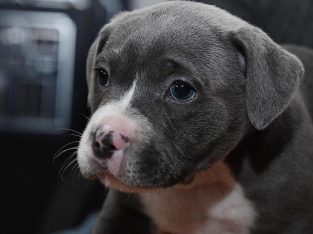 English Blue Staffordshire Terriors