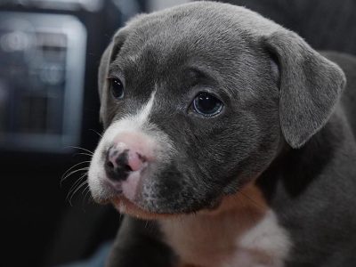 English Blue Staffordshire Terriors