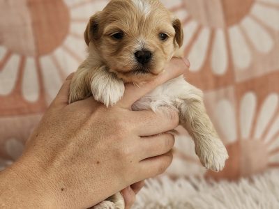 Toy Moodle’s DNA Clear