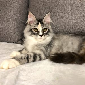 Male and Female Maine cats for sale